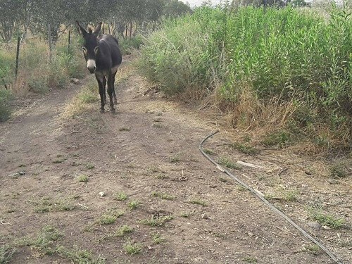 שמואל בשטח - טיול ג'יפים